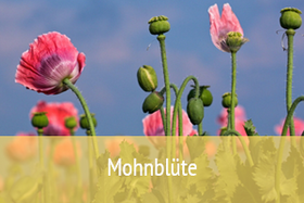 Mohnblüte